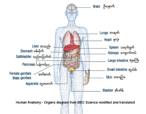 Names of physical body parts and illness in Burmese Language