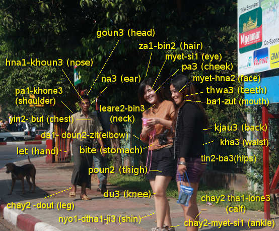 Name that Body Part in Burmese